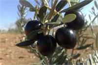 Zeytin Yetiştiriciliği