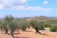 Zeytin Yetiştiriciliği Arazi Seçimi