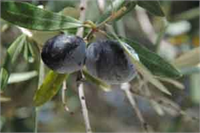Zeytin Yetiştiriciliği Çeşit Seçimi
